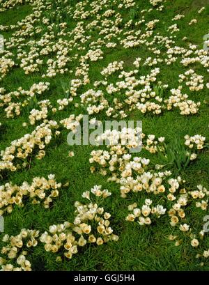 Crocus chrysanthus - `Cream Beauty'- - naturalised in grass   BUL080350  /Pho Stock Photo